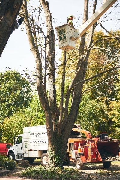 The Independent Tree crew uses a bucket truck to cut and remove branches during a large tree removal.