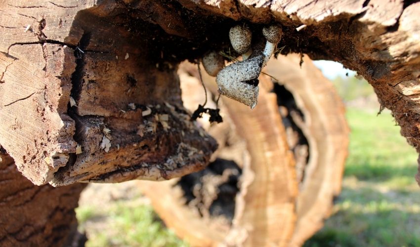 Mushrooms grow on the inside of a hollowed-out decayed tree stump, used as an example at Independent Tree's "tree autopsy" event.