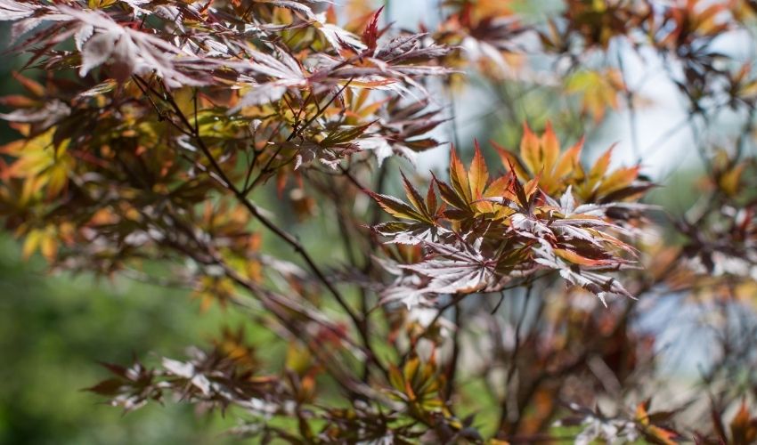 This ornamental tree is a Japanese maple, with colorful and unique leaves.