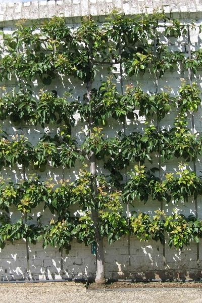 An espalier, or artificially-shaped tree or shrub that is planted against a wall and trained to grow horizontally.