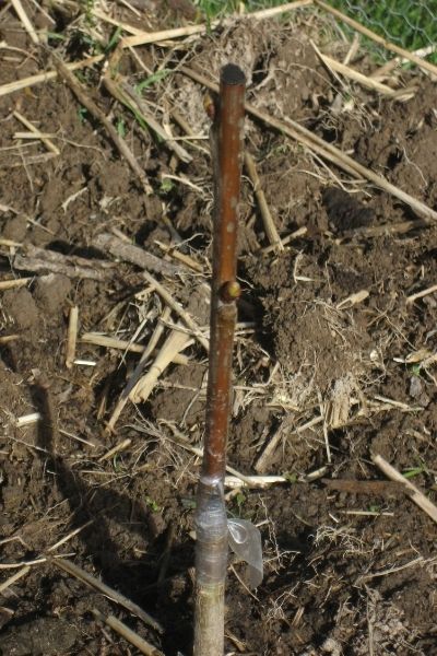 A recently grafted cherry tree.