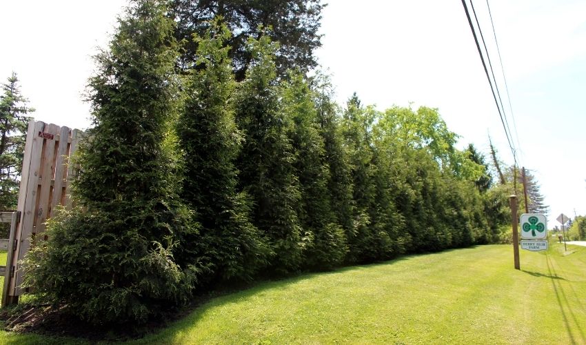 A row of evergreen trees in front of a wooden fence, near a power line.