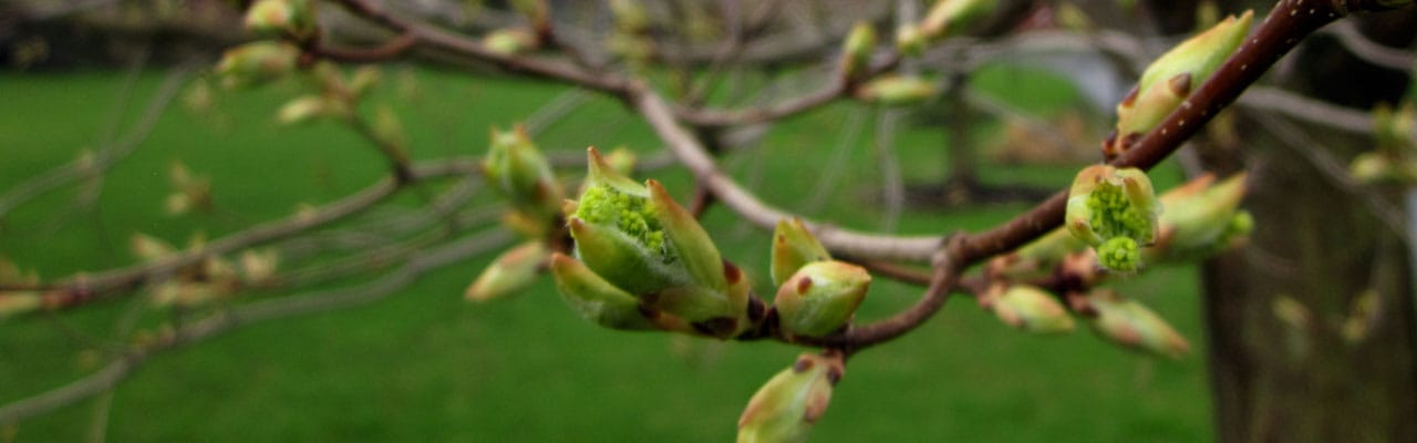 Buds swelling on a tree branch as it breaks dormancy in spring.