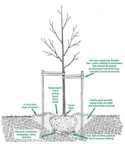Tree & Shrub Planting/Transplanting