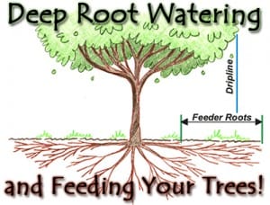 500x380-deep-root-watering