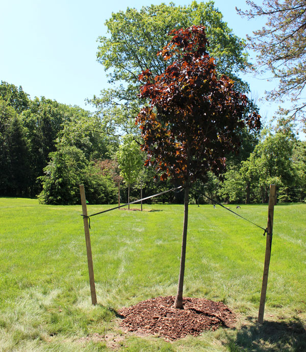 How to Properly Apply Mulch Around Your Trees - Independent Tree