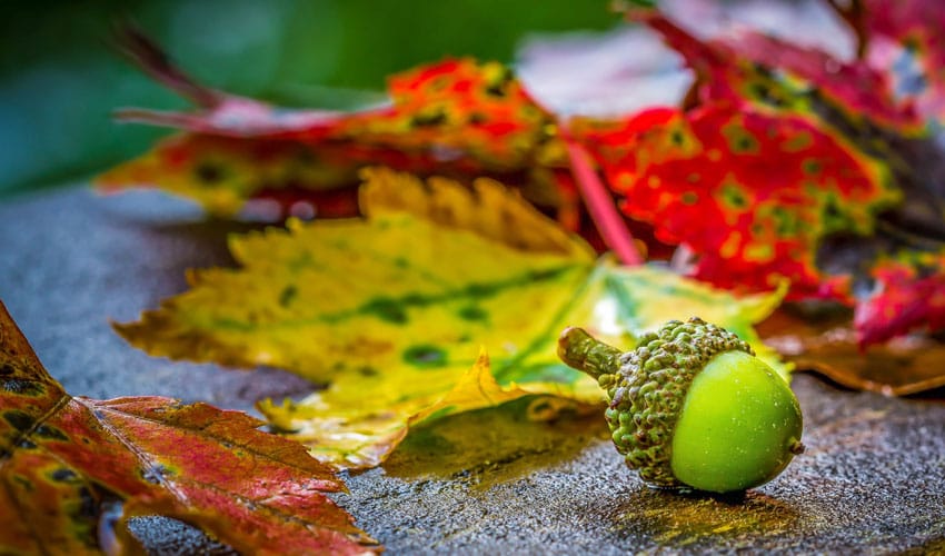 acorn and bright maple leaves