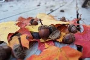 nuts 2