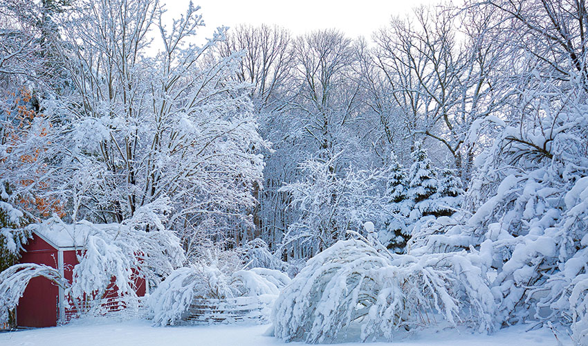 trees in Northeast Ohio damaged by snow and ice