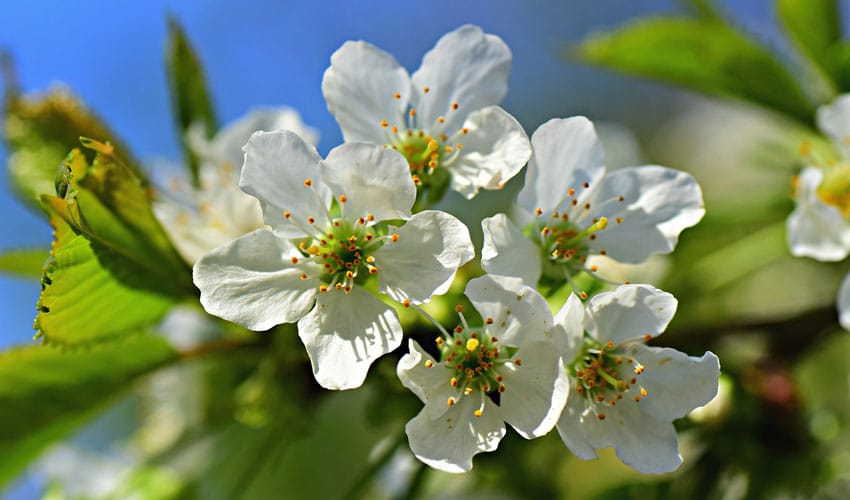 Apple blossoms on a healthy tree that has received spring fertilization to boost flowering and apple production. 