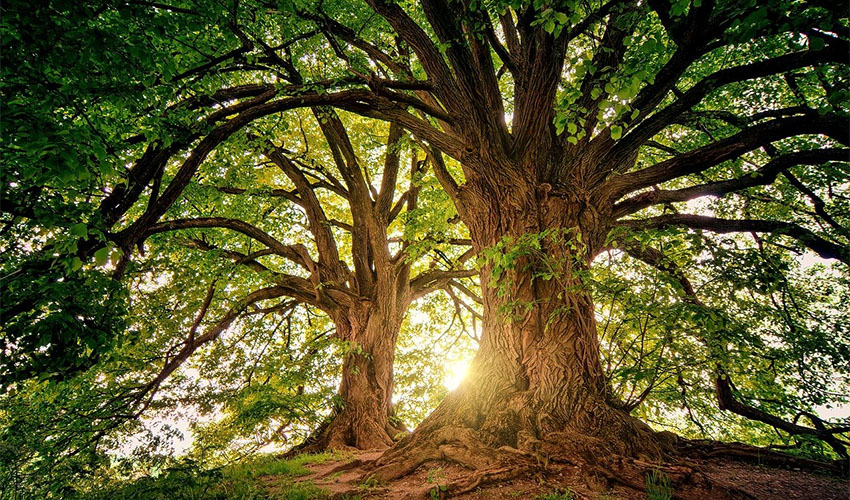 large trees celebrated on Arbor Day