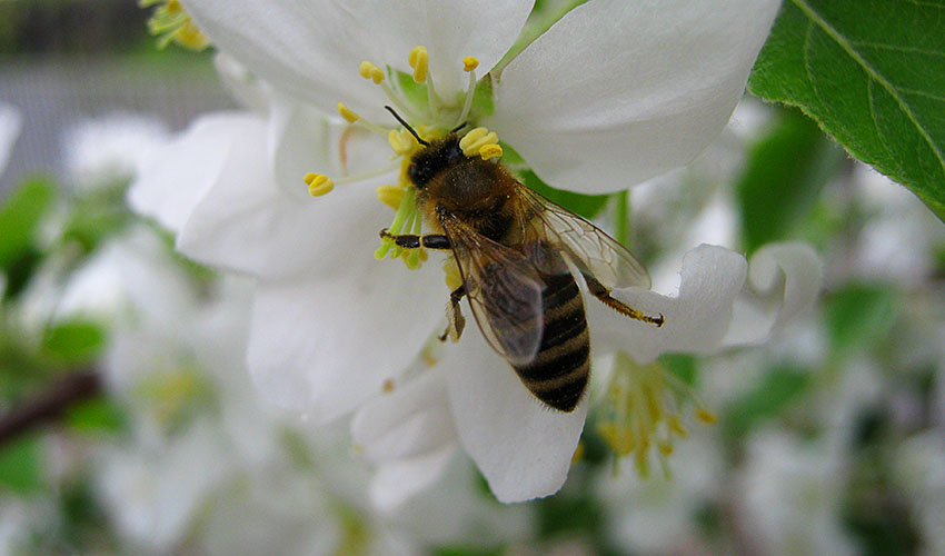 honey bee pollinating a flower