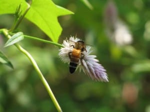 honey bee on a clover flower