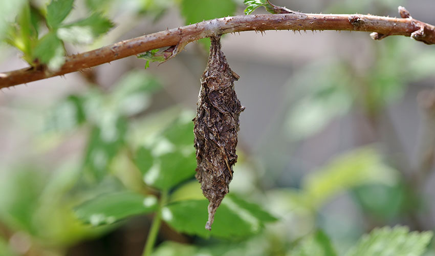 bagworm hanging from a branch