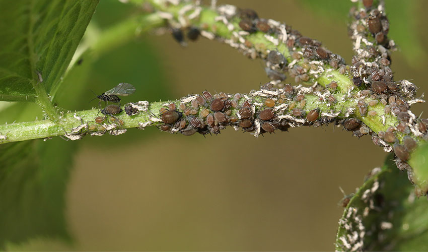 aphids on a branch