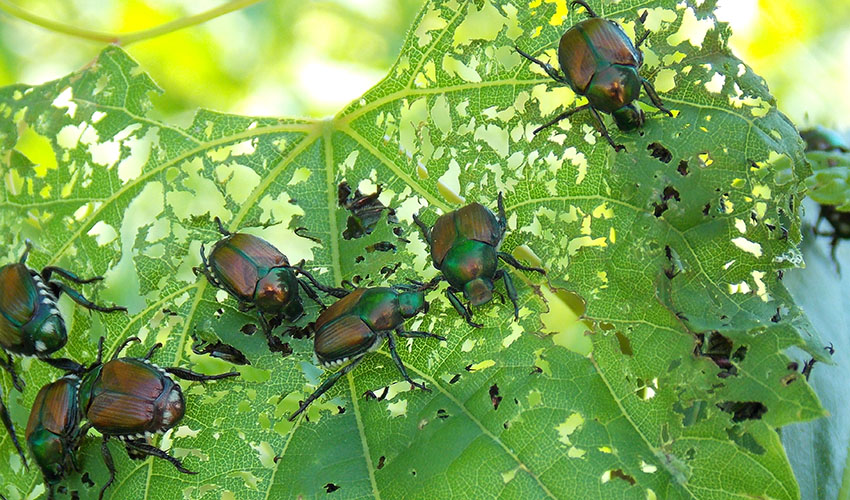 japanese beetles eating a leaf