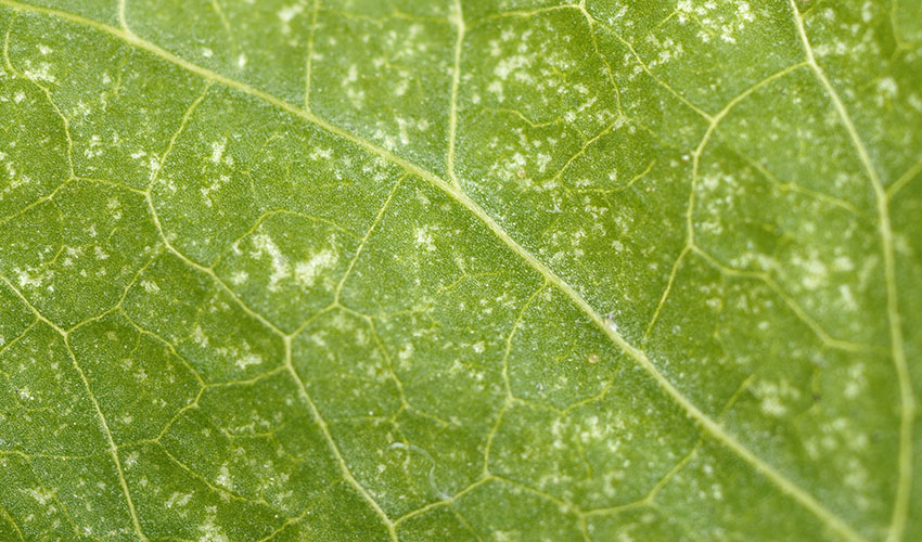 spider mite damage on a leaf