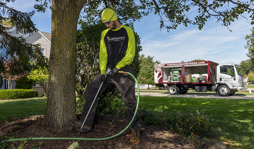 Independent Tree employees applying deep root fertilization treatment to a tree