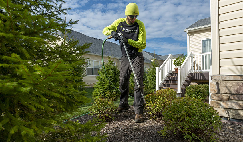Independent Tree employee applying deep root fertilization to shrubs
