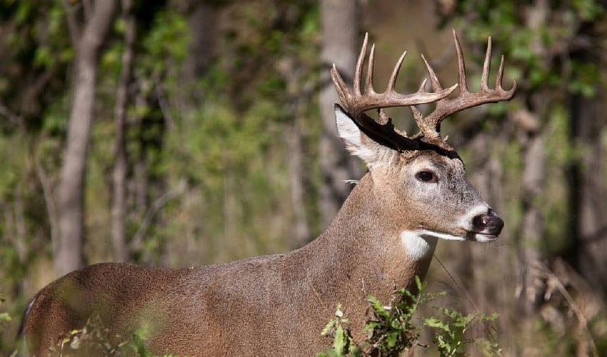 Protect Your Trees During Deer Mating Season in Northeast Ohio