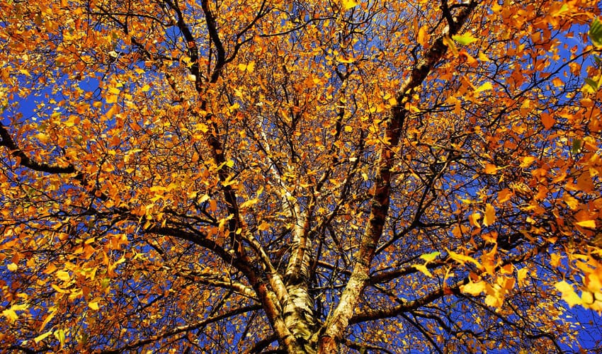 fall plant checklist birch foliage