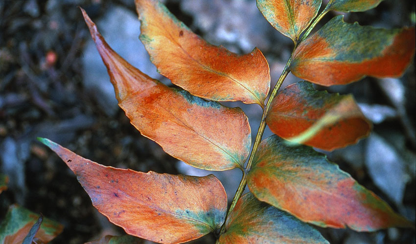 heat stress in trees