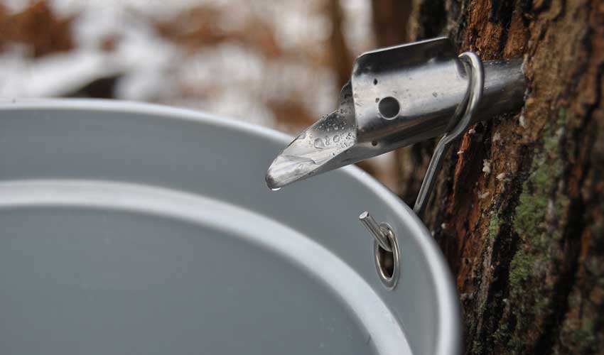 maple syrup production northeast ohio