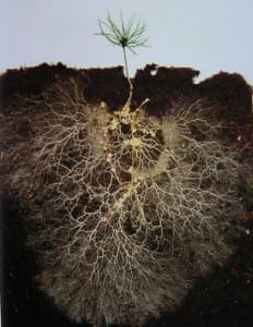 Health root growth on a newly planted tree after receiving spring fertilization.