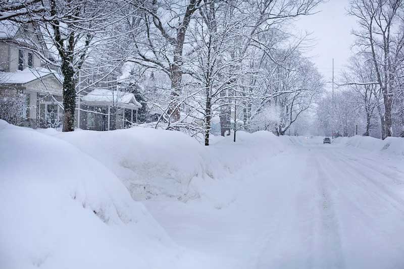 snow and salt damage to trees