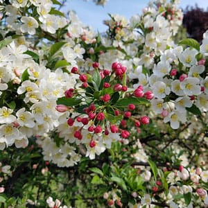 crabapple - flowering tree for NE Ohio