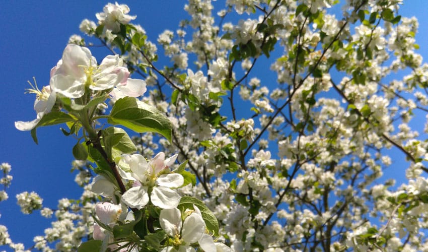 spring-flowering trees for northeast ohio