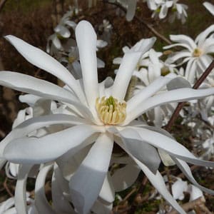 star magnolia - flowering tree for NE Ohio