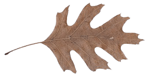 oak wilt red oak leaf