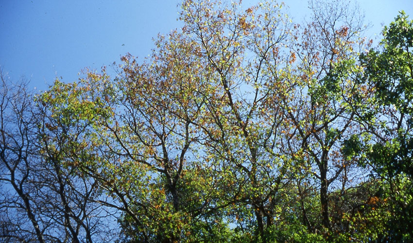 oak trees infected with oak wilt disease