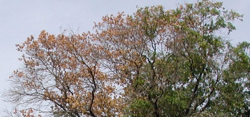 oak wilt on oak in northeast ohio