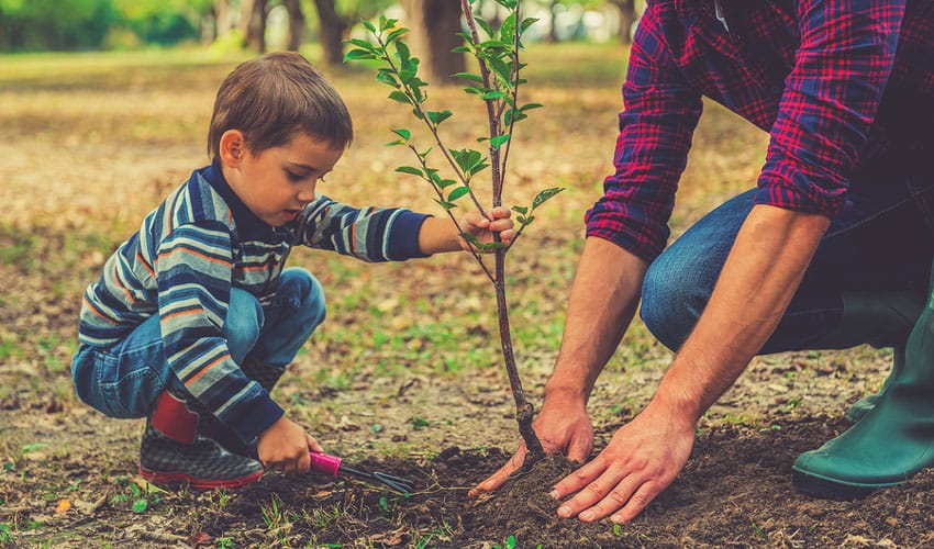 planting a tree