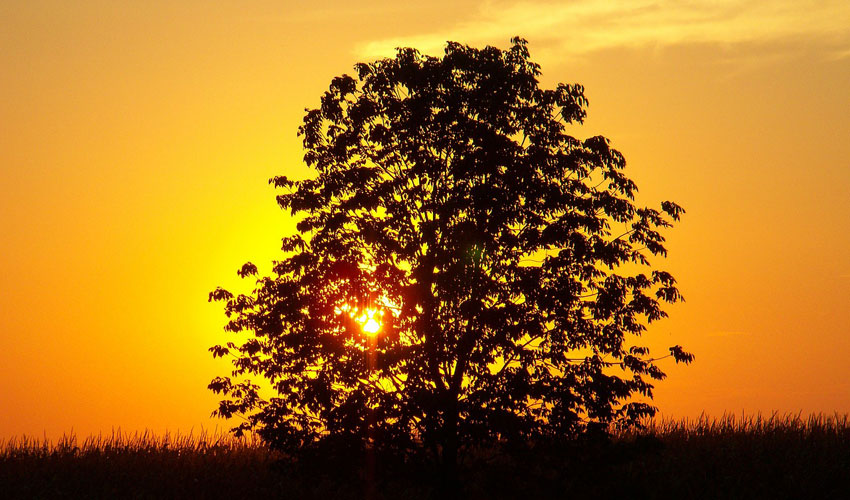 summer tree care