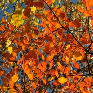 serviceberry fall leaf color