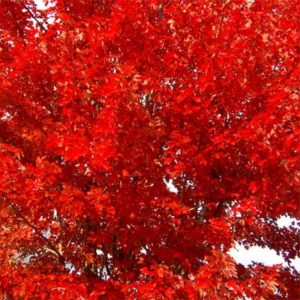 Autumn Blaze maple fall color