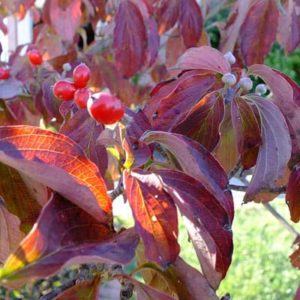 dogwood fall leaf color