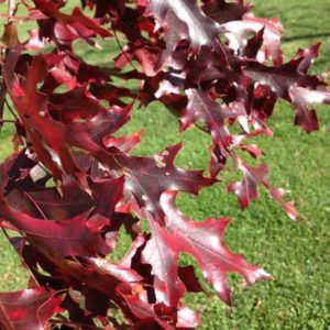 scarlet oak fall leaf color