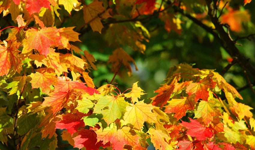 trees for fall color in NE Ohio