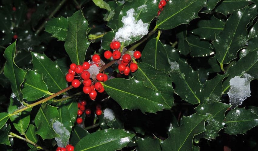 evergreen holly berries