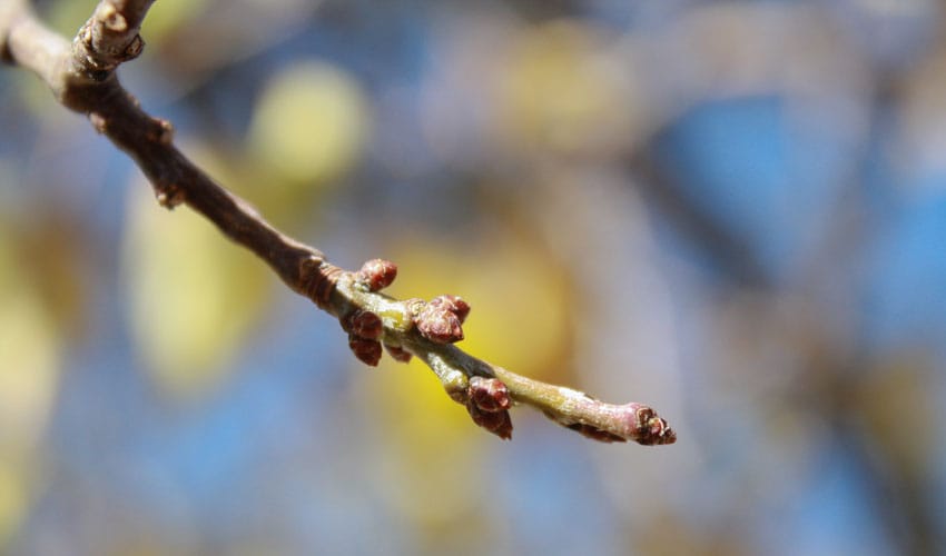 spring buds on tree