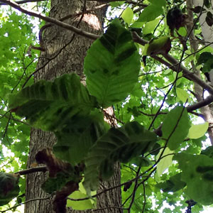 beech leaf disease signs