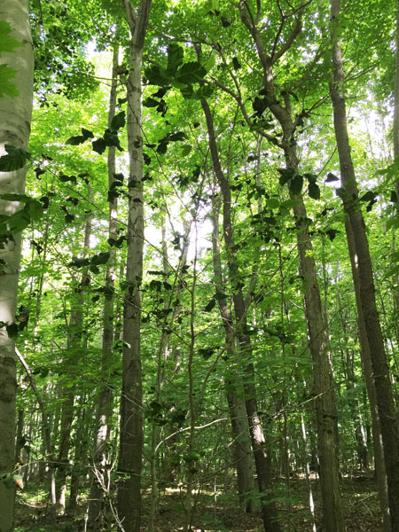 beech leaf disease from below