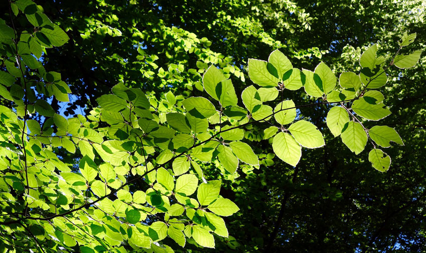 beech tree leaves