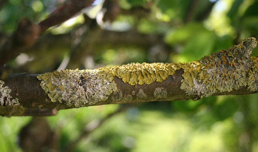 lichen on branch
