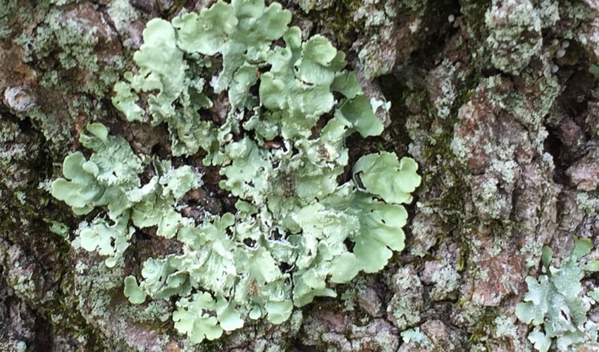 large lichen on tree