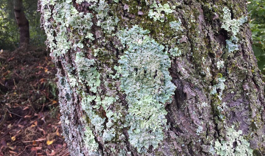 lichen on tree trunk